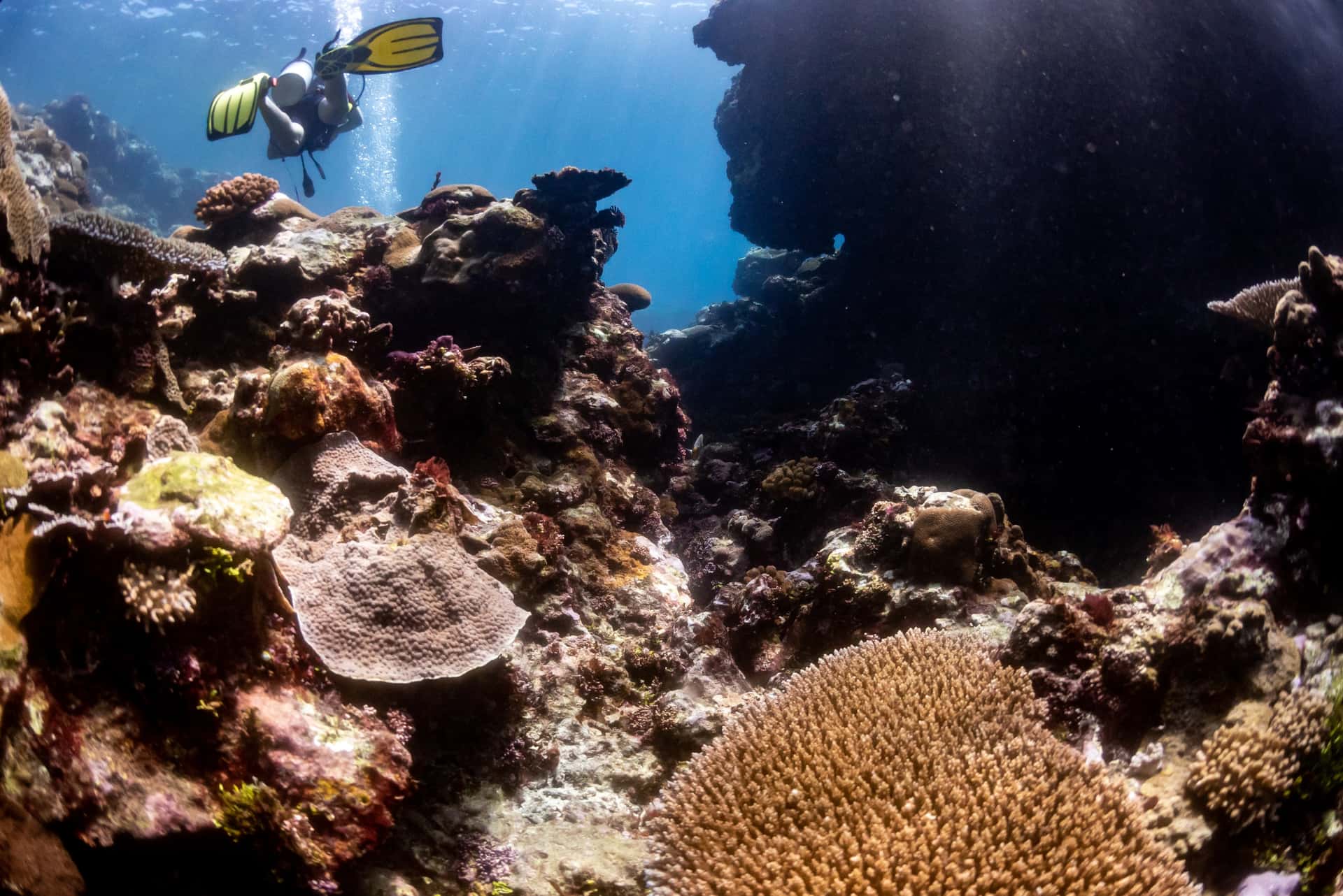 Scuba Diving