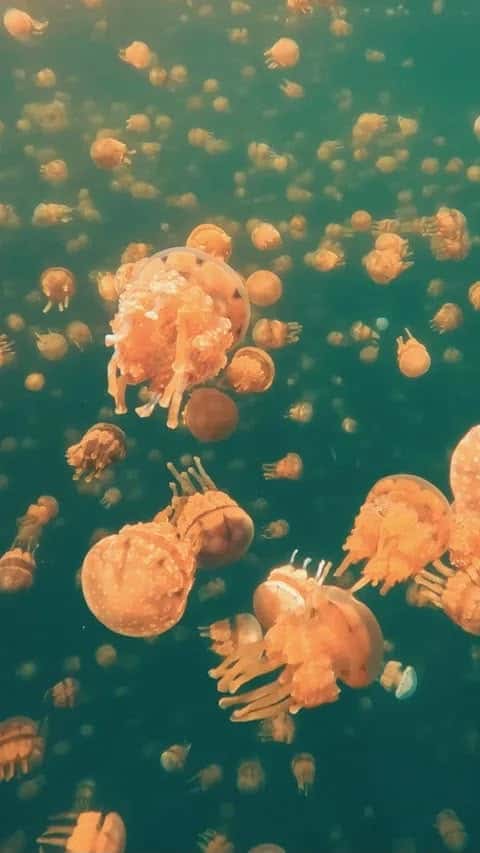 Island Hopping