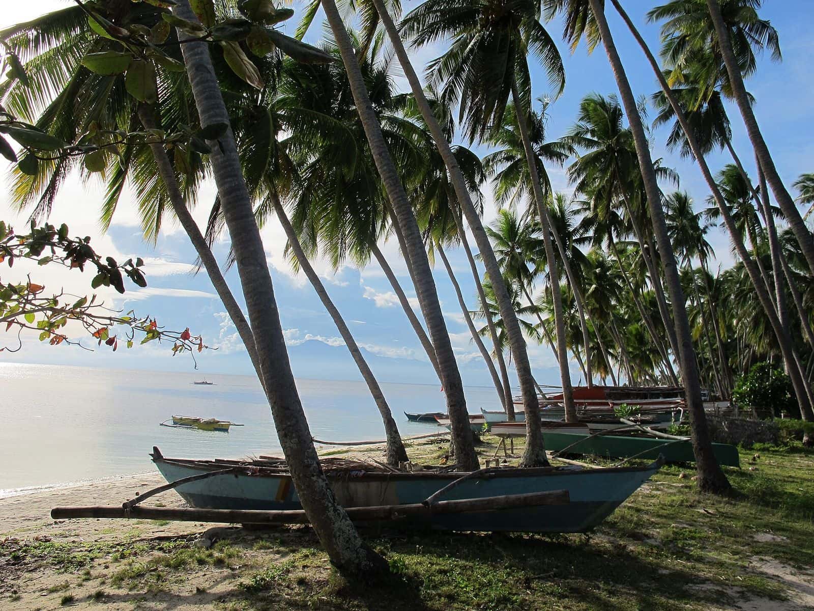 Palm trees along Paliton Beach, San Juan, Siquijor