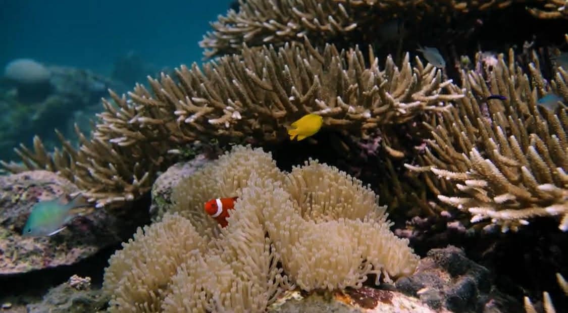 2 Siargao Fun Dives • For Certified Divers • Full Gear & Boat Included — Joiner activity