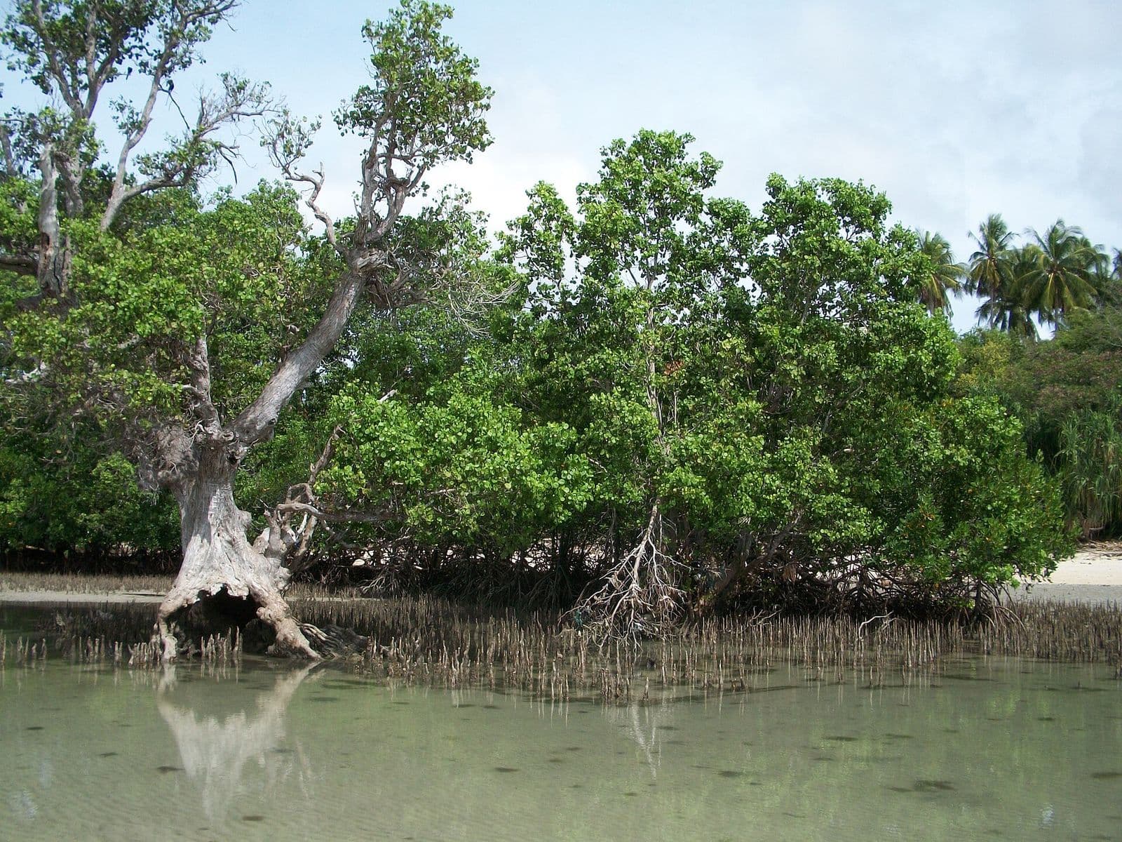 Mangroves on Sandugan Beach, Larena, Siquijor