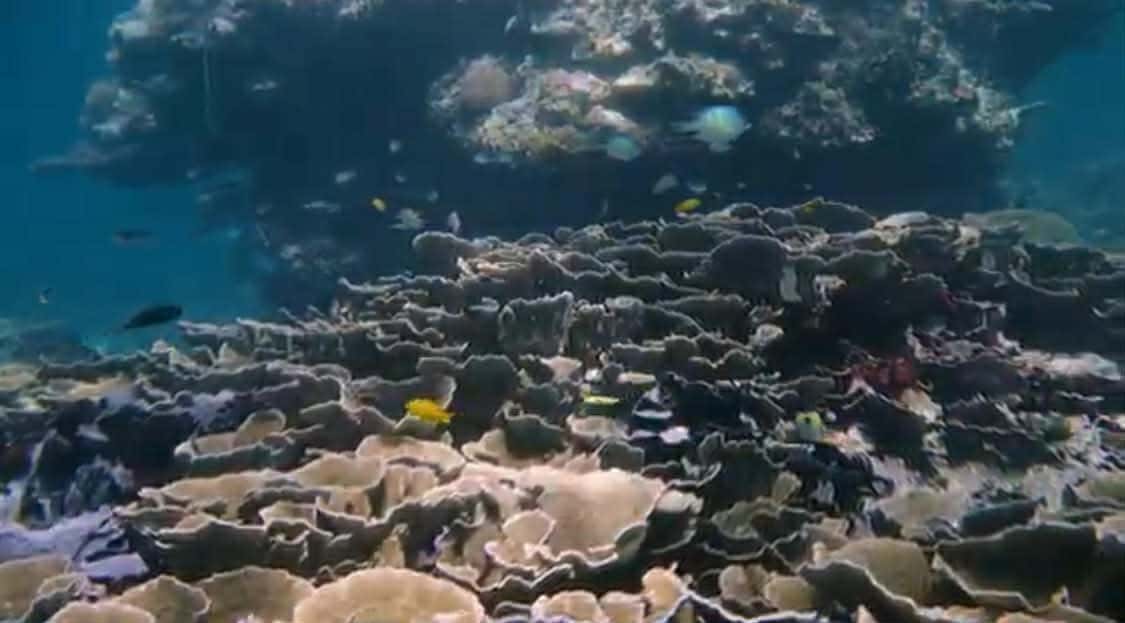 Scuba Diving