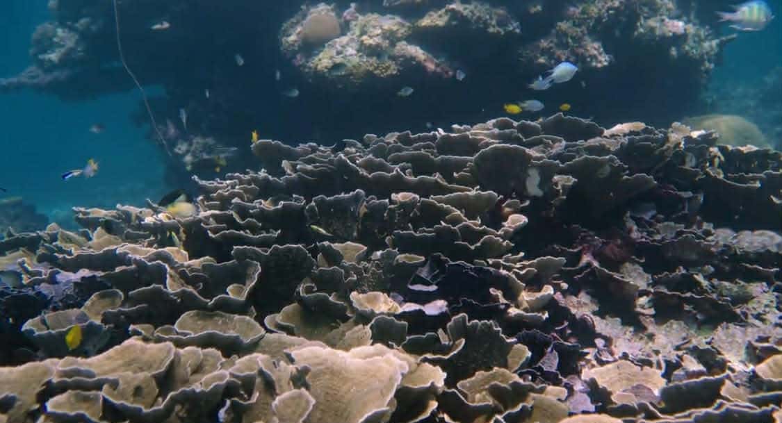 Scuba Diving