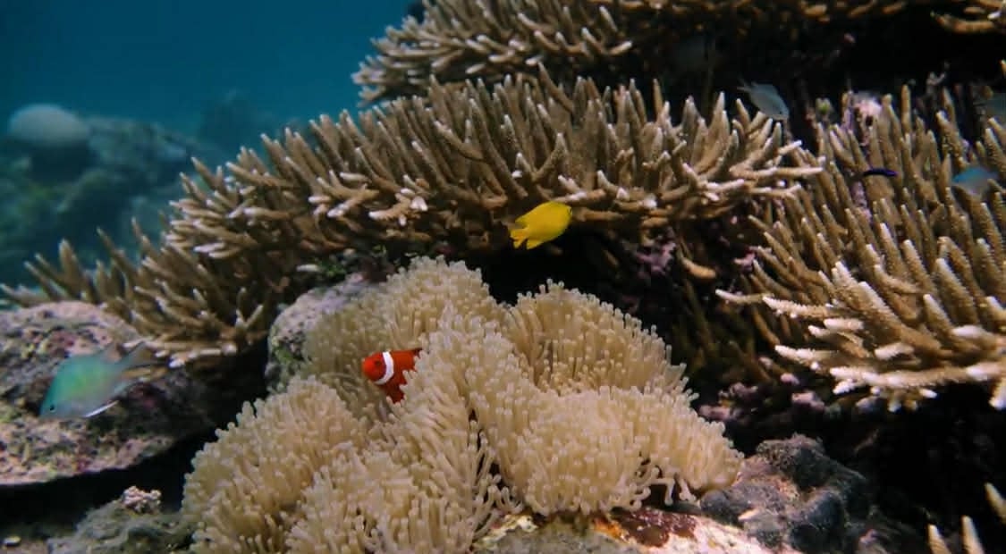Scuba Diving
