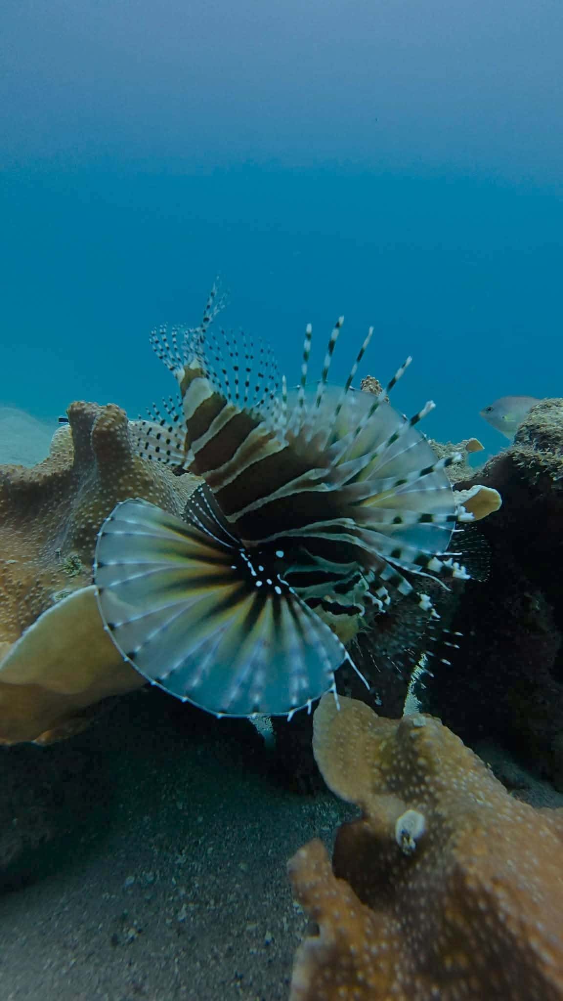 Scuba Diving