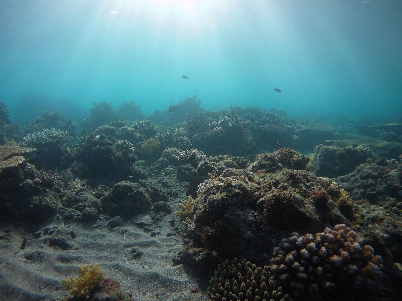 Coral reef in the Apo Island marine sanctuary