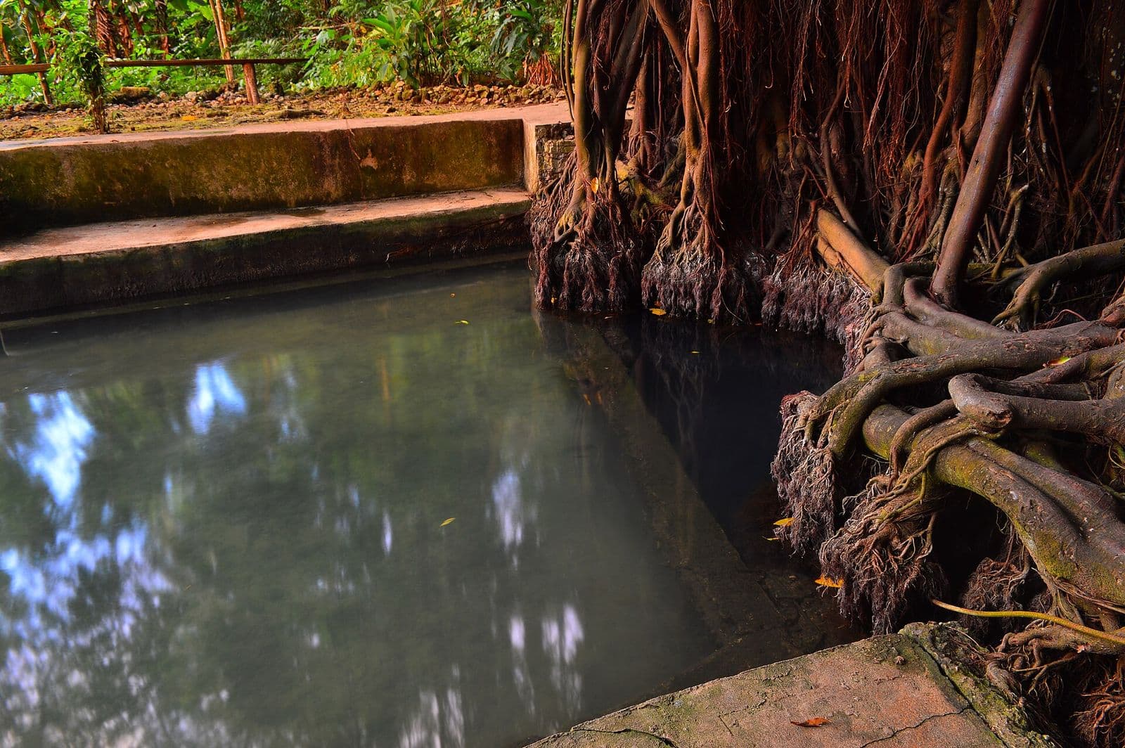 Spring-fed pool beneath the balete tree roots in Lazi, Siquijor