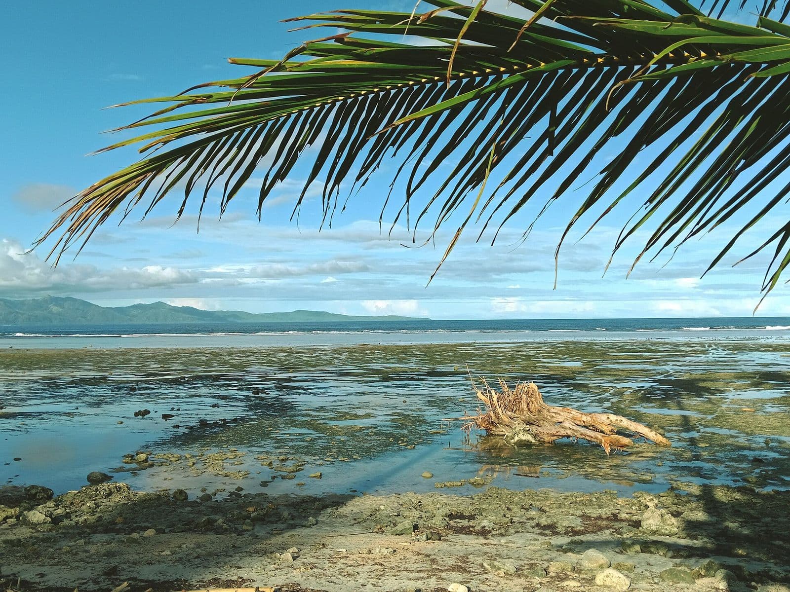 Palms and shore at Bobon, Mati