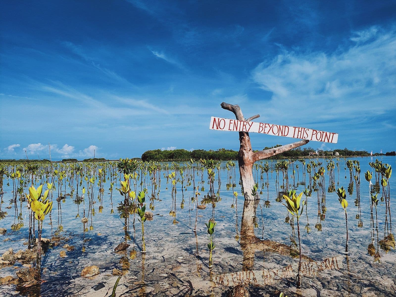 Mangrove planting area on the tidal flats at Immuki Island, Balaoan, La Union
