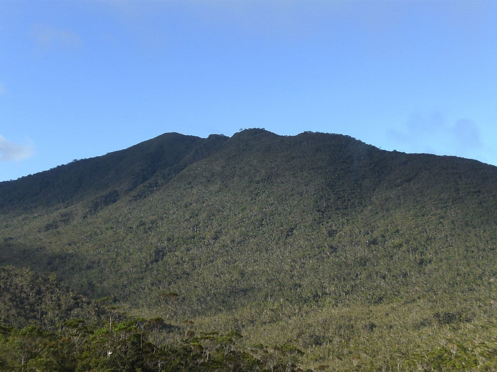 The forested peak of Mount Hamiguitan