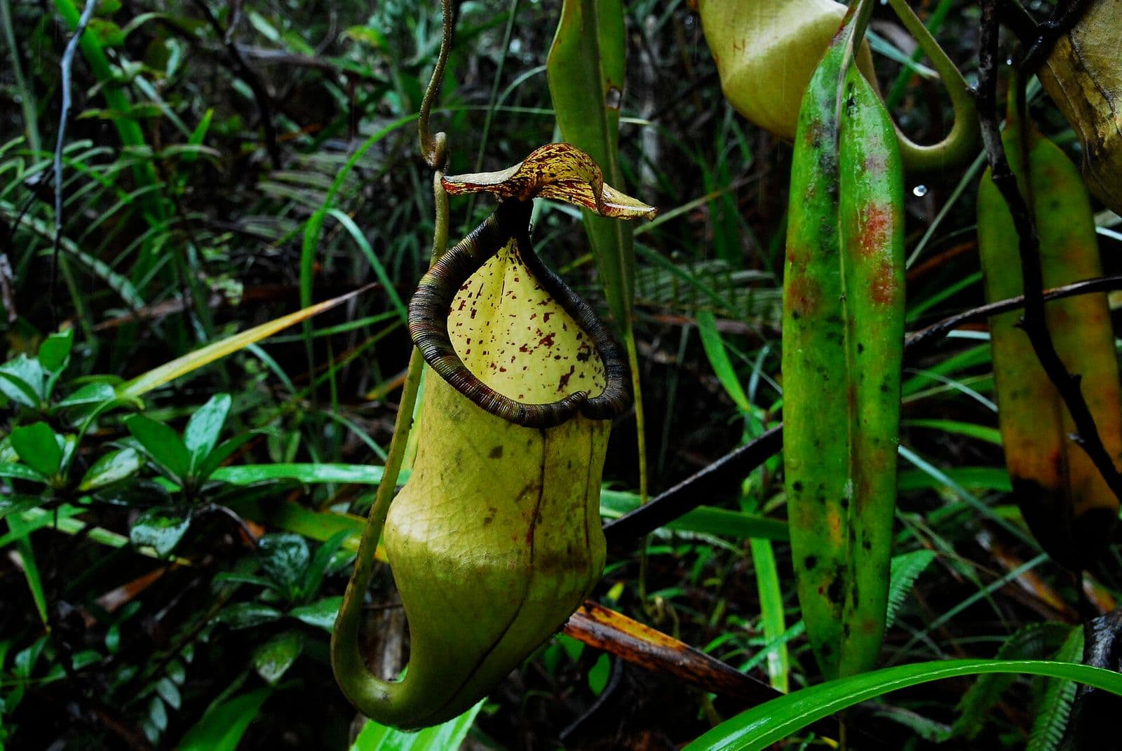 Nepenthes hamiguitanensis pitcher plant on Mount Hamiguitan