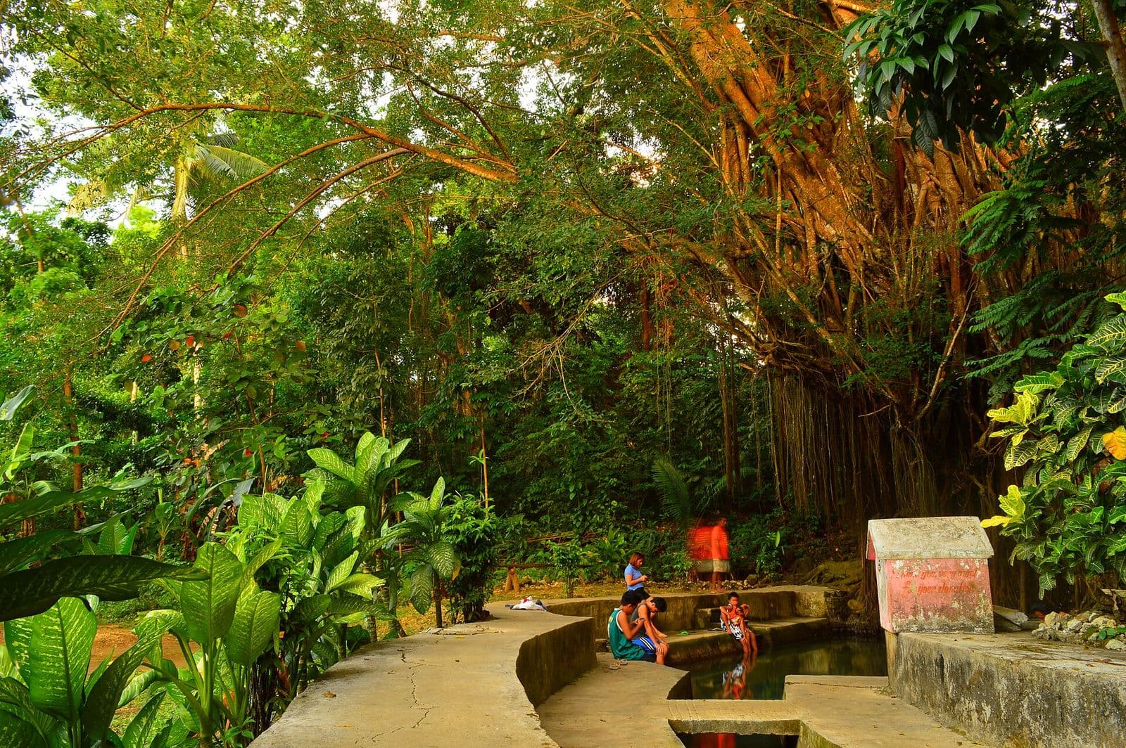 The old balete tree in Campalanas, Lazi, Siquijor