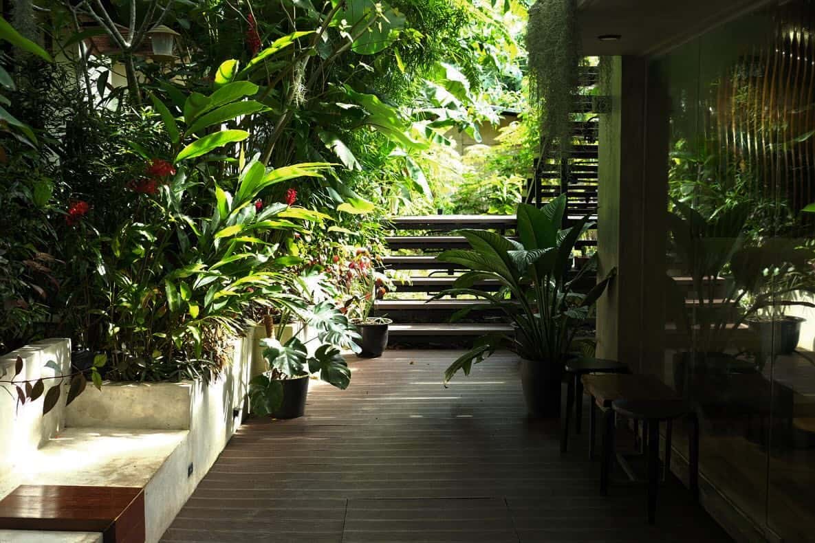 Jungle garden walkway at Saint Thomas Coffee, Catangnan, Siargao