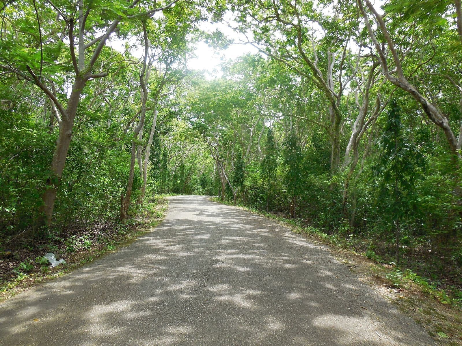 The road through Salagdoong Forest in Maria, Siquijor