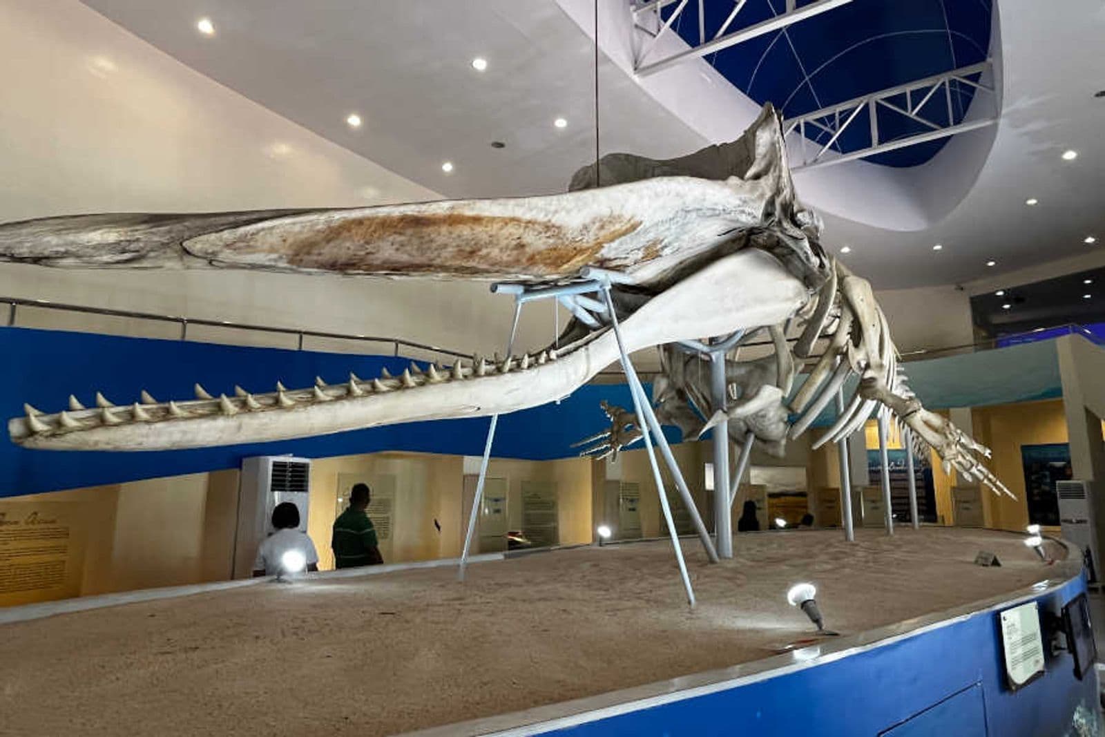 The sperm whale skeleton in the Subangan Museum, Mati