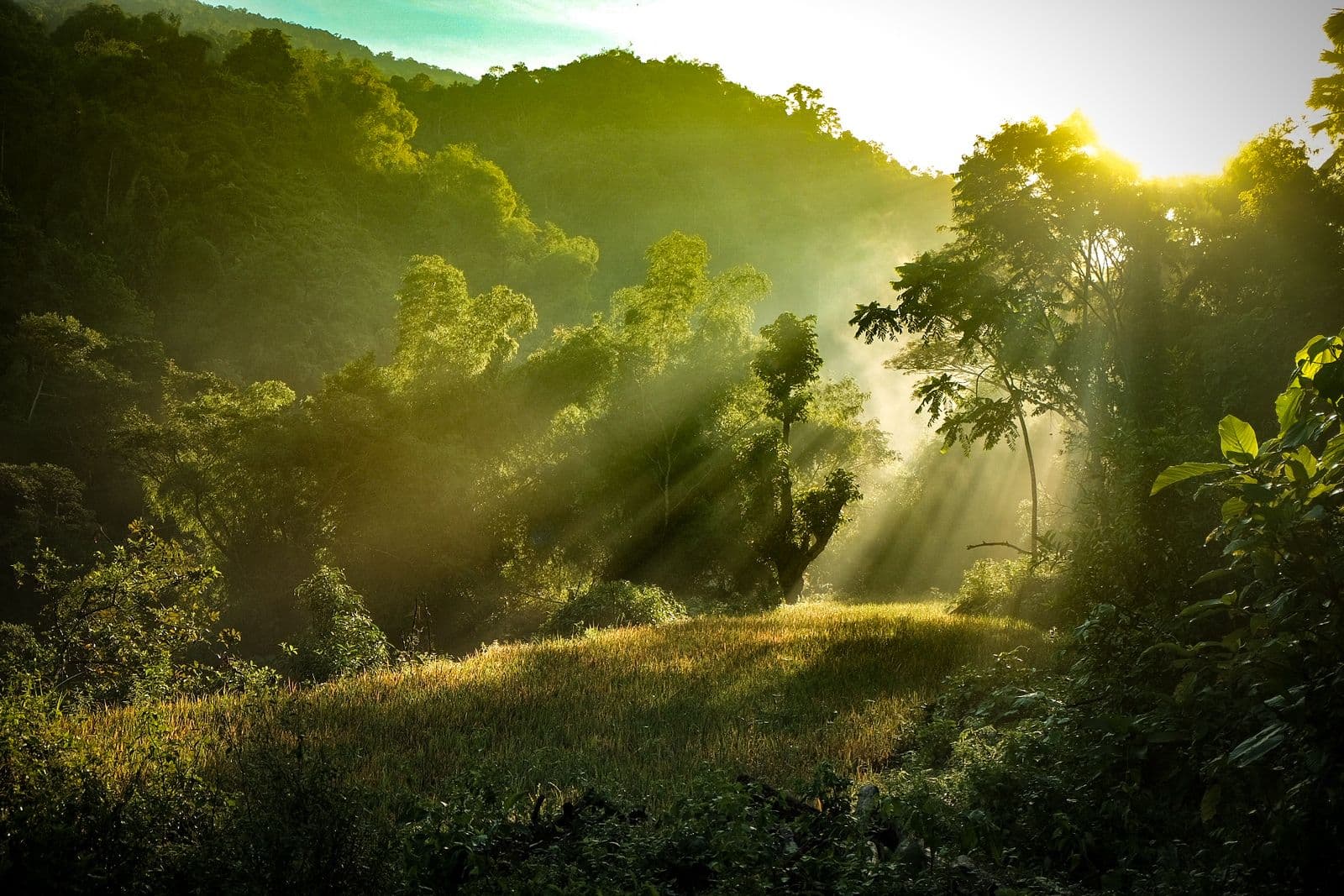 Morning light on the forest trail to Tangadan Falls